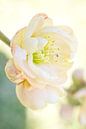 White Quince Blossom Sideview by Iris Holzer Richardson thumbnail