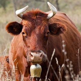 Porträt Harzer Rind mit Kuhglocke von t.ART