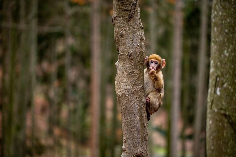 Un singe timide se cache par Sonja de Vlaming