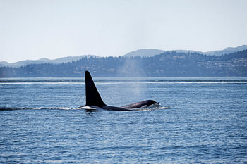 Orka's