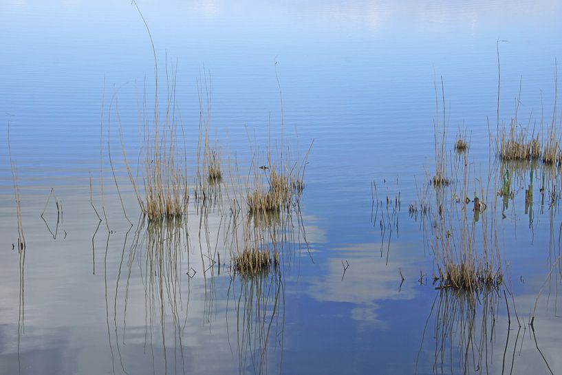 Oostvaardersplassen by Mirjam Hartog