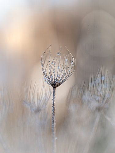 Winterlicht 2
