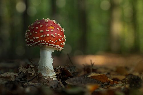 Puur natuur