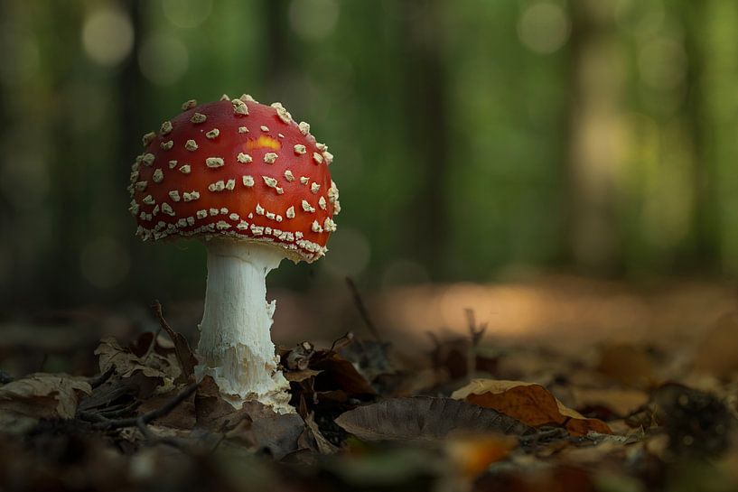 La nature à l'état pur par Peter Bartelings