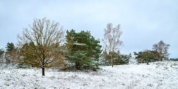 Landschap in een besneeuwd bos tijdens de winter op de Veluwe