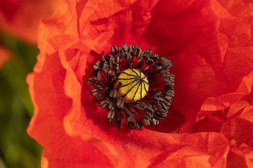 Poppy in the early morning light