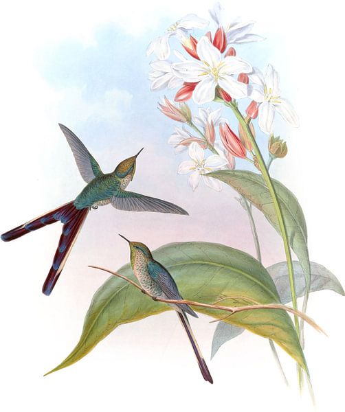 Lila-Schwanzkomet, John Gould von Hummingbirds