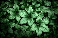 Hübsche Blätter von Halma Fotografie Miniaturansicht