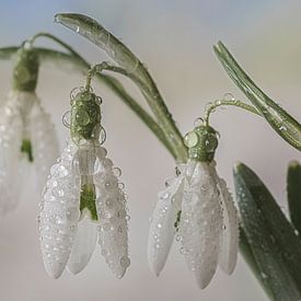 Trio von Marie-Anne Stas