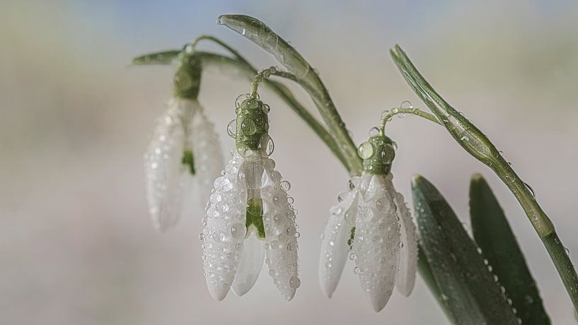 Trio par Marie-Anne Stas