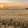 Tarweveld met zonsondergang van Jan Poppe