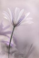 Purple love
