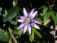 Passie voor bloemen
