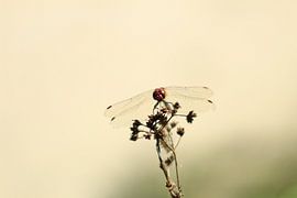 Libellule au début du printemps sur Tom Hengst