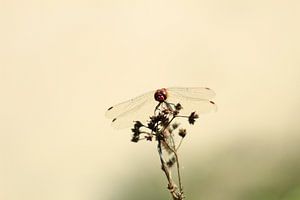 Libelle im frühen Frühling