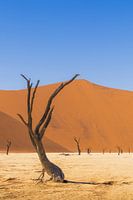 Eeuwige boom in Deadvlei, Namibië