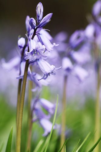Blue Lilac Wood hyacinths