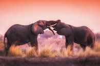 Stoeiende olifanten in de avondzon van Awesome Wonder thumbnail