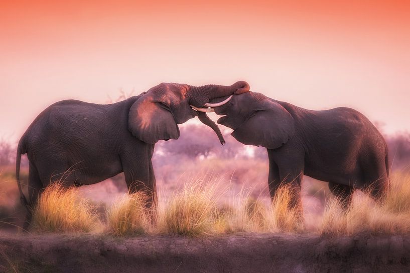 Stoeiende olifanten in de avondzon van Awesome Wonder