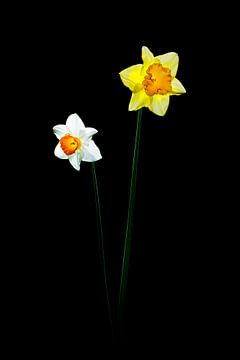 Daffodils by Jasper del Prado