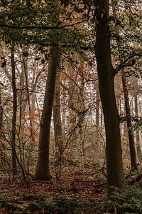 Herfstwandeling van Tessa Dommerholt