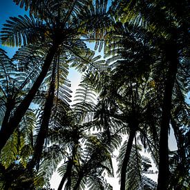 Tree Fern by Candy Rothkegel / Bonbonfarben