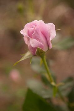 Portrait d'une rose rose sur Ellis Peeters