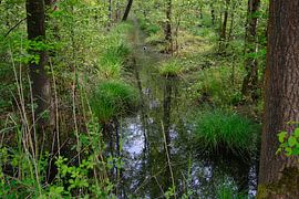 De Brand, Naturschutzgebiet bei Udenhout von Hans Janssen