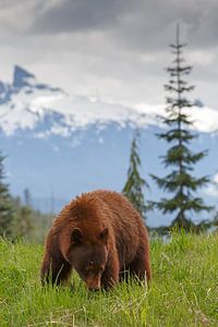 Ours noir brun