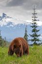Cinnamon colored black bear by Menno Schaefer thumbnail