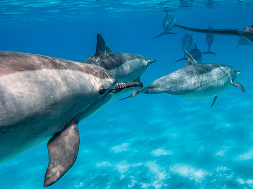 Dolphins above the coral reef in the Red Sea