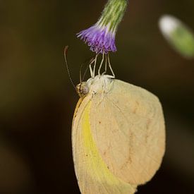 Vlinder (Eurema brigitta) op een bloem van Jaco Visser