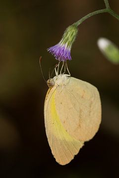 Butterfly Eurema brigitta) on a flower von Jaco Visser