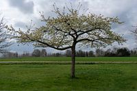 Prunus full in blossom