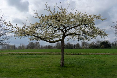 Prunus vol in bloesem