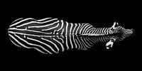 Zebra von Oben von Eva Sträter Miniaturansicht