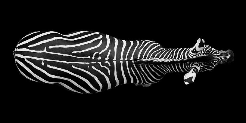 Zebra von Oben von Eva Sträter