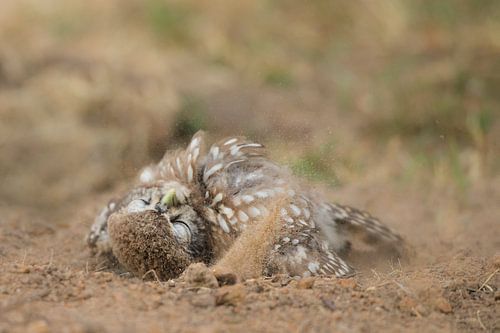 Steenuil neemt een zandbad