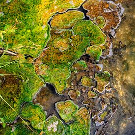 L'art dans la nature en Nouvelle-Zélande sur Patricia Hofmeester