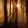 Zonneharpen schijnen door de bomen op een mooie ochtend van Bas Meelker