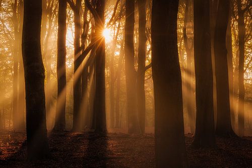 Zonneharpen schijnen door de bomen op een mooie ochtend