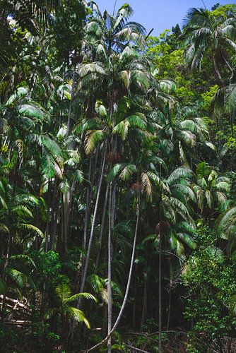 Passerelle au-dessus de la forêt tropicale en Australie