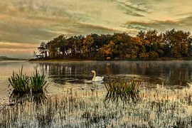 Schwan in den Dünen bei Sonnenaufgang von Ferdinand Mul