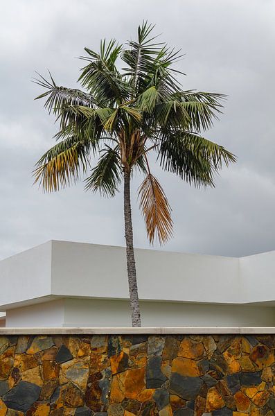 Palme vor moderner Architektur von Alexander Baumann