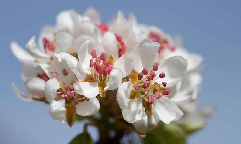 Apfelblüten im Frühjahr von Ulrike Leone