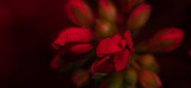 red geranium by Patrick Roelofs