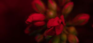rode geranium van Patrick Roelofs