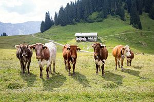 Eine Bunte Mischung - Alpenrinder