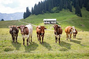 Een bonte mengeling - Alpine runderen van kuh-bilder.de