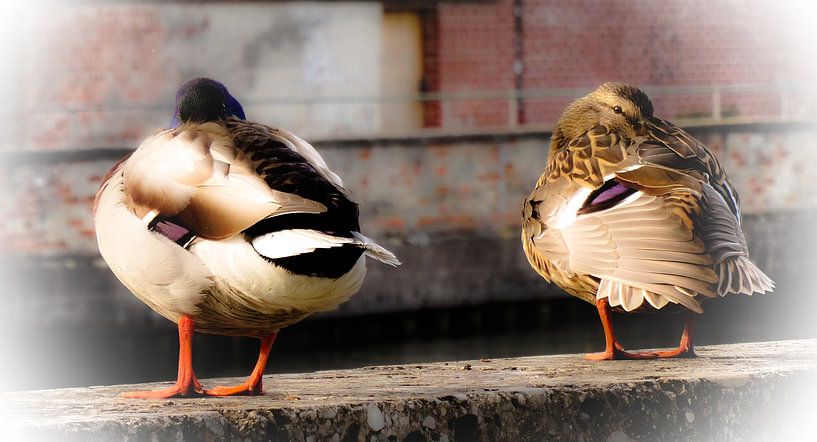 Schlafende Enten von Josef Rast Fotografie